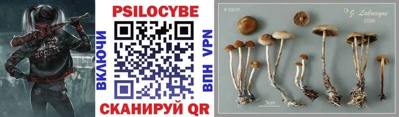 Псилоцибиновые грибы Psilocybe  Купить  Пойковский 